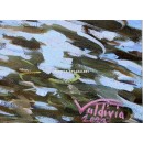 Stone Bridge (Mª Luisa Park, Seville)